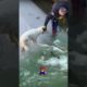 Dog Rescued Wild Life Videos