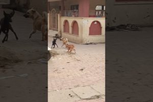 Dog play fighting | #trending #animals #dog