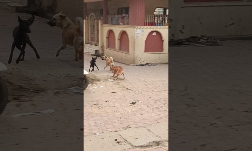 Dog play fighting | #trending #animals #dog