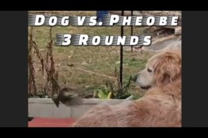 Dog vs Eastern Pheobe: The craziest animal fights you've never seen. #birds #funnyanimalvideos #dog