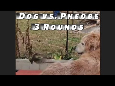 Dog vs Eastern Pheobe: The craziest animal fights you've never seen. #birds #funnyanimalvideos #dog
