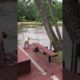 Dogs (Buster & Jazz) panic when owner swings out and falls into lake, then swim out to rescue him.