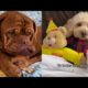 Dogs Doing Funny Things Tiktok | Cutest Puppies