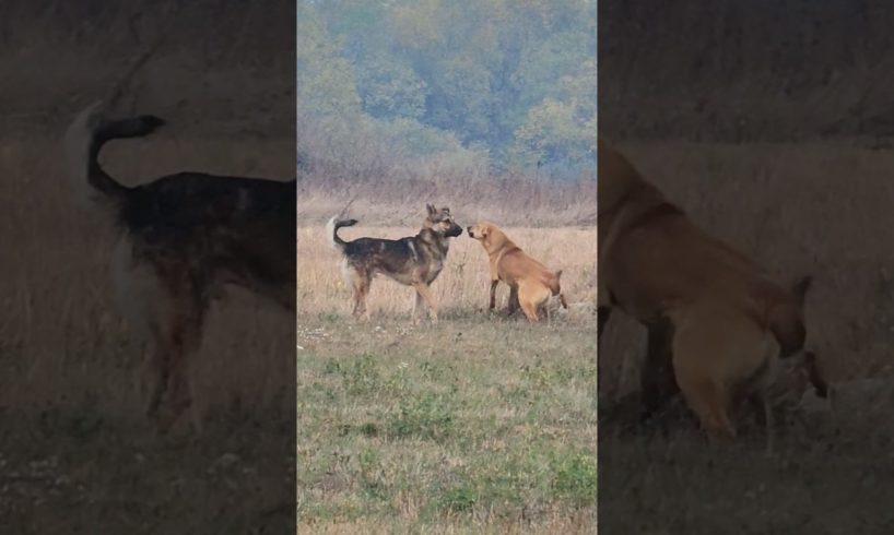 Dogs Playing 🐕🐕 #dogs #dog #animals #shorts