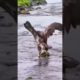 Eagle hunting 😳😳 #animals #nature #amazing #hunting #eagle