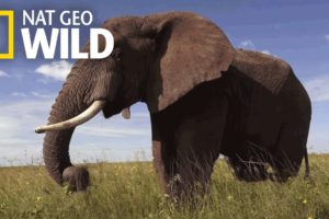 Elephants 101 | Nat Geo Wild