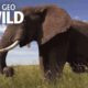 Elephants 101 | Nat Geo Wild