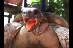 Extreme Animals Making Hilarious Funny Noises