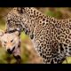 FEROCIOUS ANIMAL FIGHTS! Incredible rescue herbivores from clutches predators! Lions & Python Attack