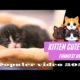 FUNNY ANIMALS VIDEO |CAT PLAYING COMPLICATION 2023 KITTEN CUTE PART 24