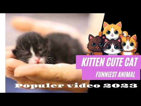 FUNNY ANIMALS VIDEO |CAT PLAYING COMPLICATION 2023 KITTEN CUTE PART 24