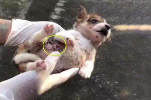 Fainted puppy covered thousand fleas crying for help beside the road, her heart out of her body!