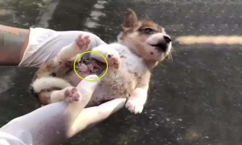 Fainted puppy covered thousand fleas crying for help beside the road, her heart out of her body!