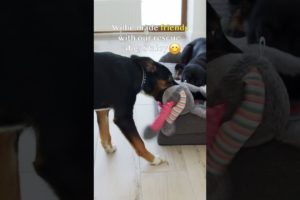 Family Brought Puppy to Pet Hotel and never Came back for him… #animals rescue #puppy rescue #shorts