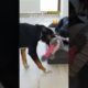 Family Brought Puppy to Pet Hotel and never Came back for him… #animals rescue #puppy rescue #shorts