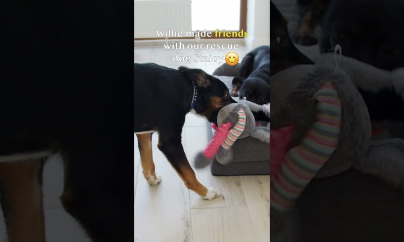 Family Brought Puppy to Pet Hotel and never Came back for him… #animals rescue #puppy rescue #shorts