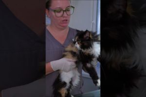 Family Kicked their Cat out After It Got Sick #animals rescue #kitten rescue videos #shorts #rescue