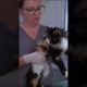 Family Kicked their Cat out After It Got Sick #animals rescue #kitten rescue videos #shorts #rescue