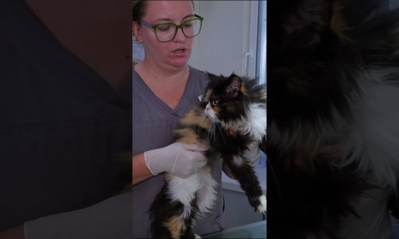 Family Kicked their Cat out After It Got Sick #animals rescue #kitten rescue videos #shorts #rescue