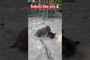 Fighting two cute puppies #nature #animal #dog  #domestic