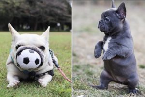 French Bulldog SOO Cute! Funny and Cute French Bulldog Puppies Compilation cute moment #5