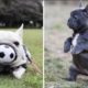 French Bulldog SOO Cute! Funny and Cute French Bulldog Puppies Compilation cute moment #5