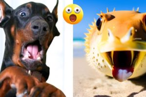 Funny Animal Videos 2023 - Comedy Voiceover! #12😹🐶🤣