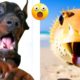 Funny Animal Videos 2023 - Comedy Voiceover! #12😹🐶🤣