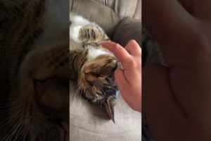 Funny Animals 🤣 Playing on Cat Whiskers 😹, Try Not To LAUGH!!! #Shorts