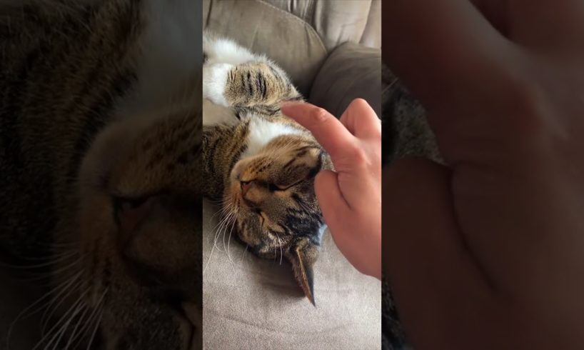 Funny Animals 🤣 Playing on Cat Whiskers 😹, Try Not To LAUGH!!! #Shorts