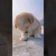 Funny and cute puppies . A beautiful moment #2508 - #shorts