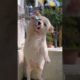 Funny animal, Cute puppies #trending #trendingshorts #funnyanimals #funnydogs #viral