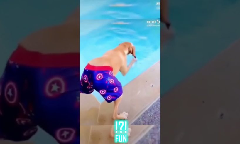 Funny dogs in hilarious videos that make you laugh - FUN part 13 #shorts #funny #dog #memes