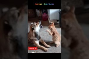 Funny viral short of Cat and Dog|Cat and dog funny|#funnyanimals #catanddogfunny #catattack #animals