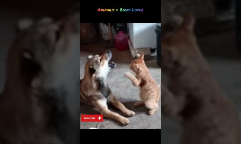 Funny viral short of Cat and Dog|Cat and dog funny|#funnyanimals #catanddogfunny #catattack #animals