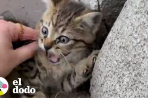 Gatito llorando atrapado en una carretera muy transitada espera un milagro | El Dodo