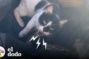 Gato callejero da a luz en el jeep de una mujer | El Dodo