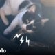 Gato callejero da a luz en el jeep de una mujer | El Dodo