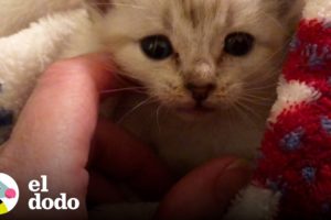 Gato paralizado corre en su silla de ruedas como si estuviera en la Fórmula 1 🏎 | El Dodo