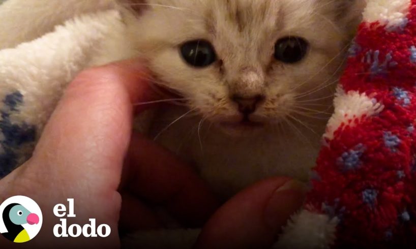 Gato paralizado corre en su silla de ruedas como si estuviera en la Fórmula 1 🏎 | El Dodo