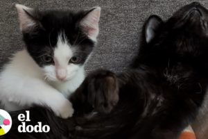 Gato tambaleante adopta un gatito pequeño y tambaleante | El Dodo
