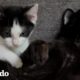 Gato tambaleante adopta un gatito pequeño y tambaleante | El Dodo
