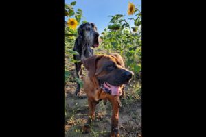 Gente encuentra dos perros abandonados después del incendio de una casa | El Dodo