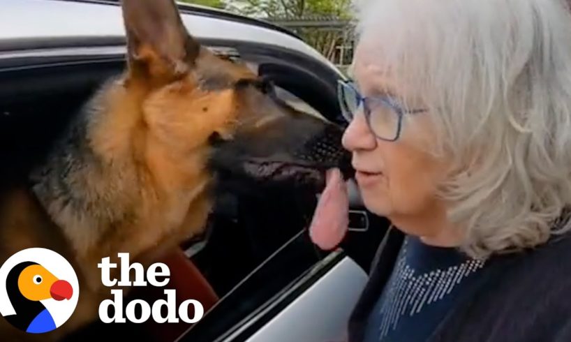 German Shepard Won't Leave Grandma's Side | The Dodo