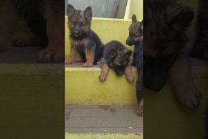 German shepherd fullhair #cutest puppies #shorts #ytshorts #puppies #gsd#dog #puppies near