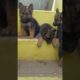 German shepherd fullhair #cutest puppies #shorts #ytshorts #puppies #gsd#dog #puppies near