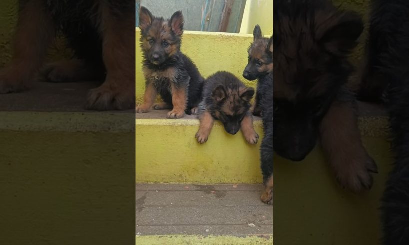 German shepherd fullhair #cutest puppies #shorts #ytshorts #puppies #gsd#dog #puppies near