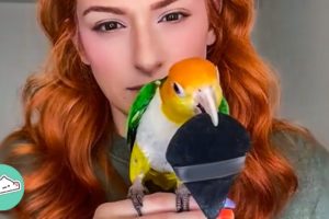 Girl Saves A Lonely Parrot. Now He Won't Leave Her Alone. | Cuddle Buddies