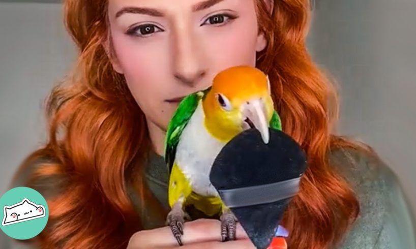 Girl Saves A Lonely Parrot. Now He Won't Leave Her Alone. | Cuddle Buddies