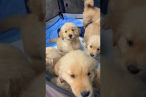 Golden Retriever Puppies 2022 Best Clips!